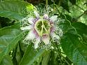 Passionfruit flower